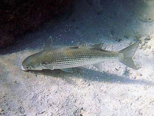 Куплю пеленгас - фото № 1