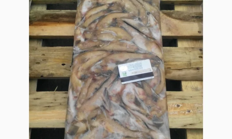 Азовский бычок, хамса, тюлька оптом - фото № 1