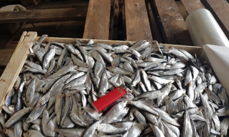 Азовский бычок, хамса, тюлька оптом - фото № 3