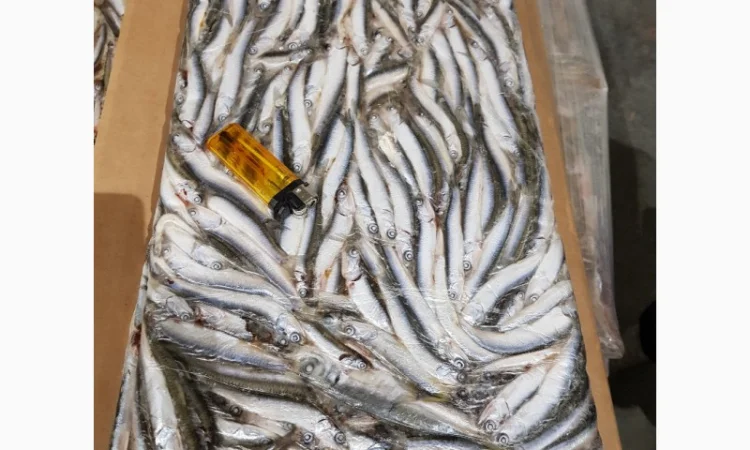 Азовский бычок, хамса, тюлька оптом - фото № 4