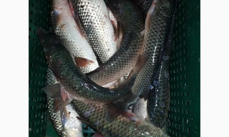 Пеленгас азовский оптом - фото № 1