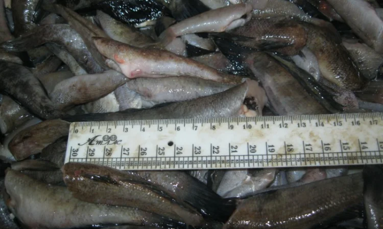 Бычок, тушка бычка обесшкуренная и на шкуре - фото № 2