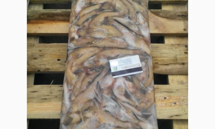 Бычок, тушка бычка обесшкуренная и на шкуре - фото № 3