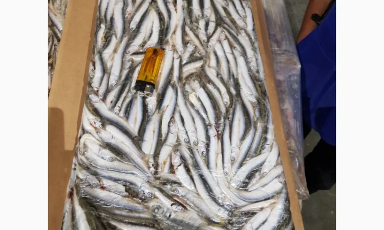 Хамса, тюлька азовская оптом - фото № 1