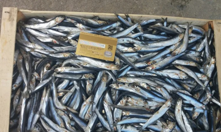 Хамса, тюлька азовская оптом - фото № 2