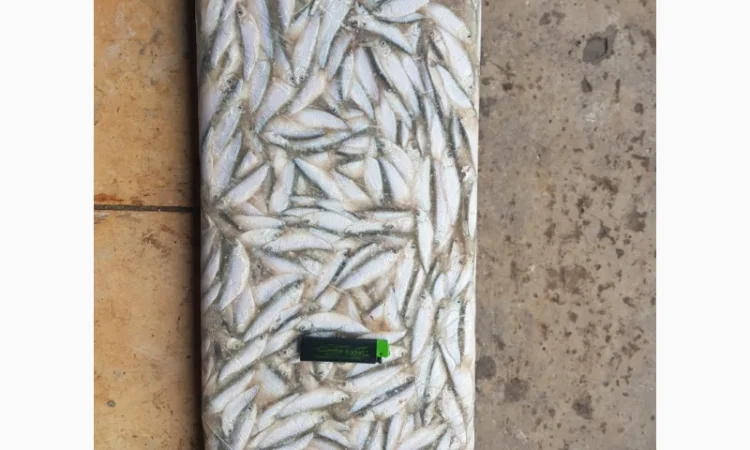 Хамса, тюлька азовская оптом - фото № 3