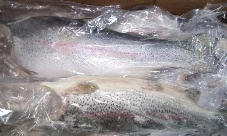 Форель морская 0.9-1, 8 кг. потрошеная - фото № 1
