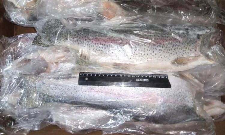 Форель морская 0.9-1, 8 кг. потрошеная - фото № 2