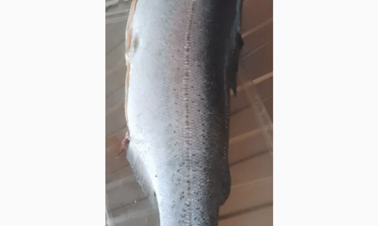 Продам Форель б/г, с/м - фото № 2