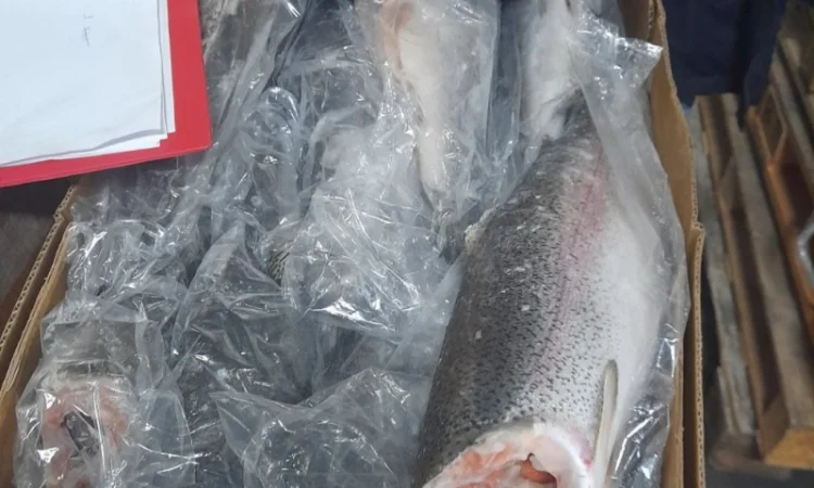 Продам Форель б/г, с/м - фото № 3