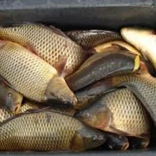 Продаж риби :Судак, форель, короп, линь - фото № 3