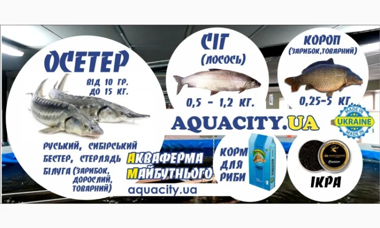 Осетер, форель, короп, чорна ікра, ікра форлі - фото № 1