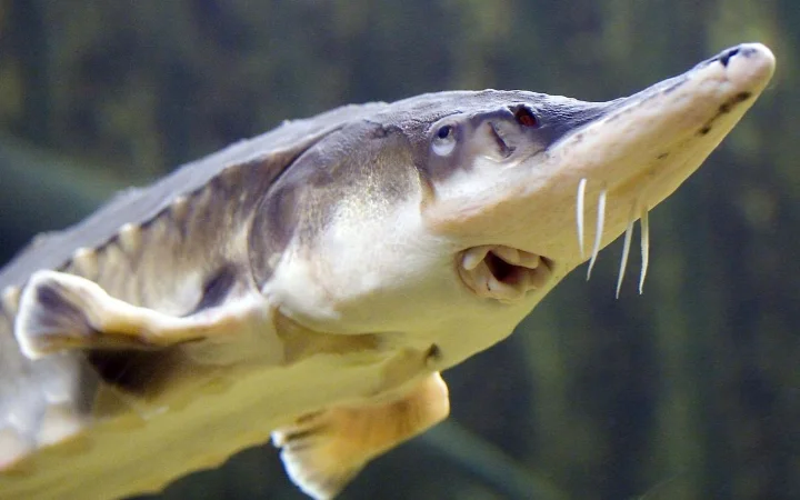 Стерлядь на оптовую продажу - фото № 1