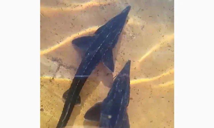 В продаже осетры: Золотая стерлядь - фото № 1