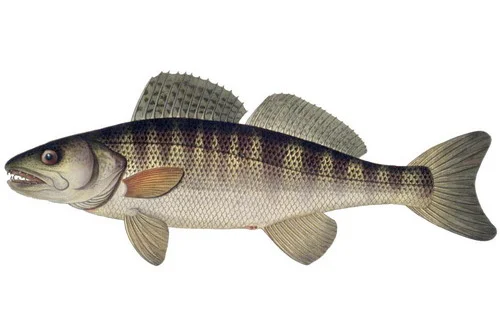 Судак в продаже, малёк - фото № 1