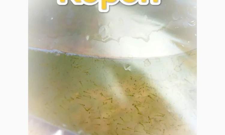 Личинка Коропа.Киев - фото № 1