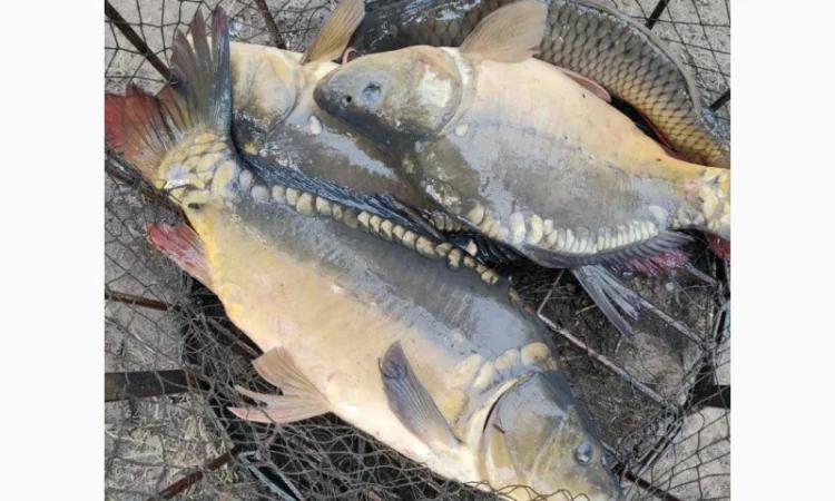 Пропонуємо живу рибу різних розмірів - фото № 1