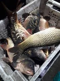 В продажі жива риба - фото № 1