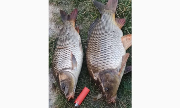 Продам живу рибу - фото № 1