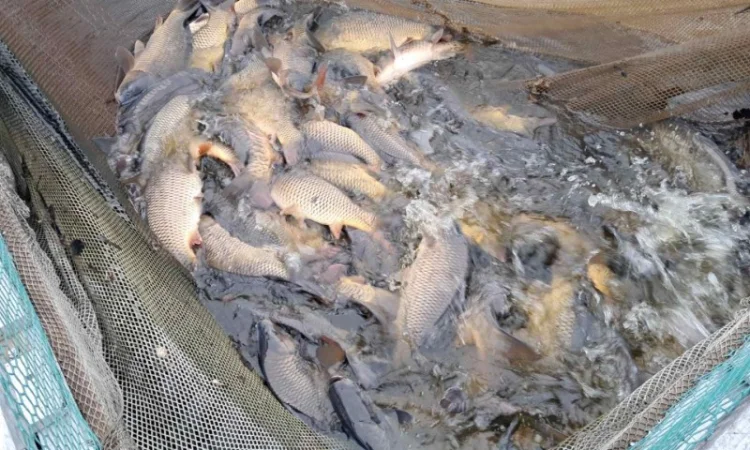 Жива риба ОПТ Карась, Короп, Амур, Товстолоб, Сом - фото № 1