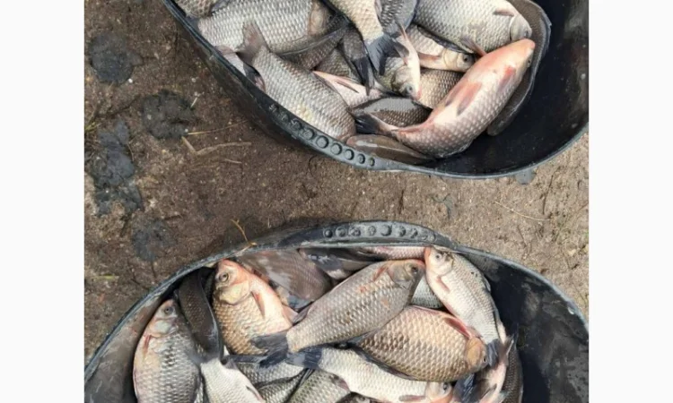 Жива риба ОПТ Карась, Короп, Амур, Товстолоб, Сом - фото № 2