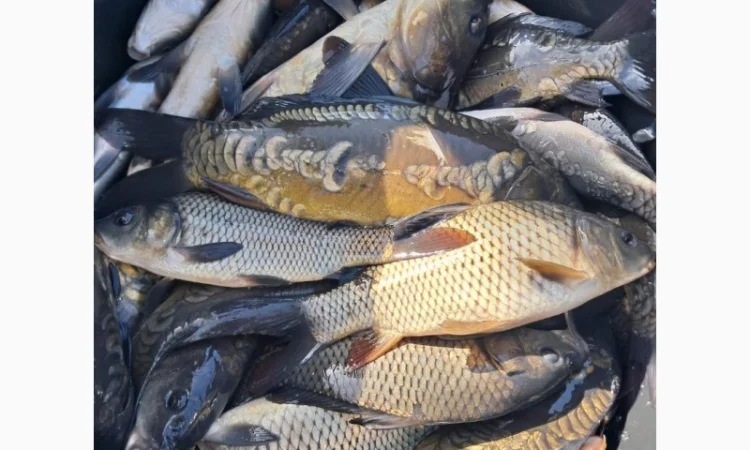 Живая рыба ОПТ Зарибок Карась - фото № 1