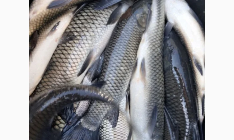 Живая рыба ОПТ Зарибок Карась - фото № 3