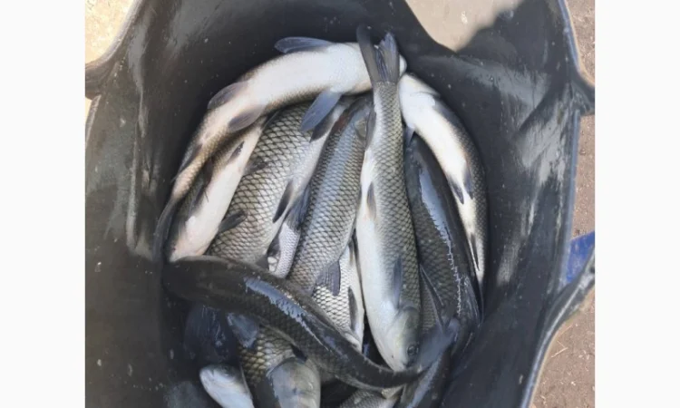 Живая рыба ОПТ Зарибок Карась - фото № 4