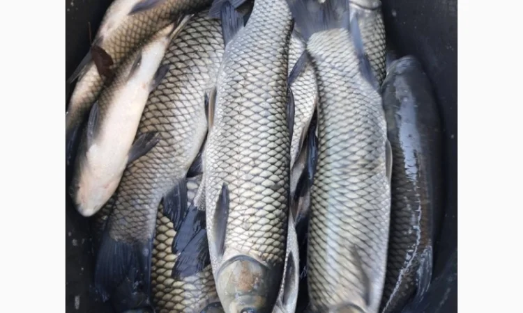 Живая рыба ОПТ Зарибок Карась - фото № 5