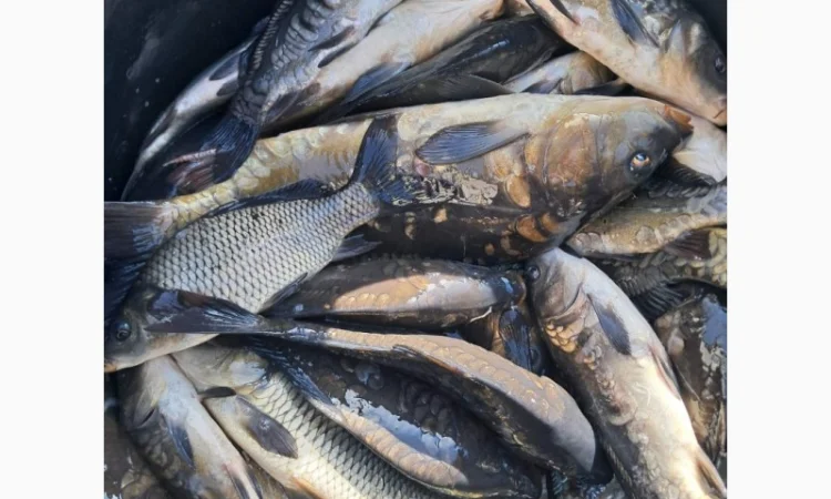 Живая рыба ОПТ Зарибок Карась - фото № 8