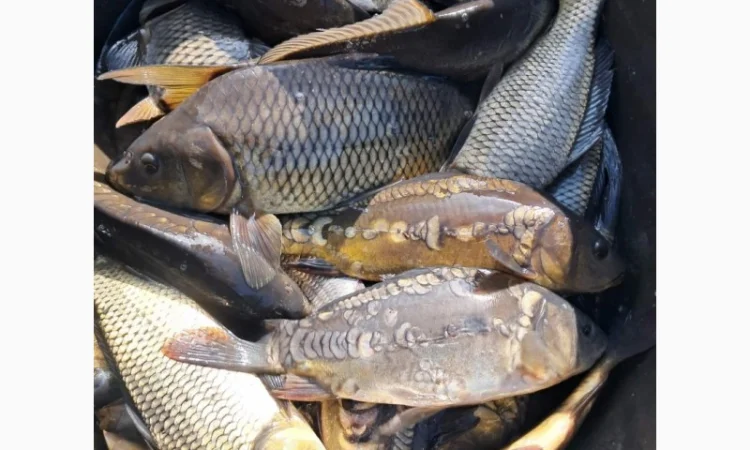 Живая рыба ОПТ Зарибок Карась - фото № 9