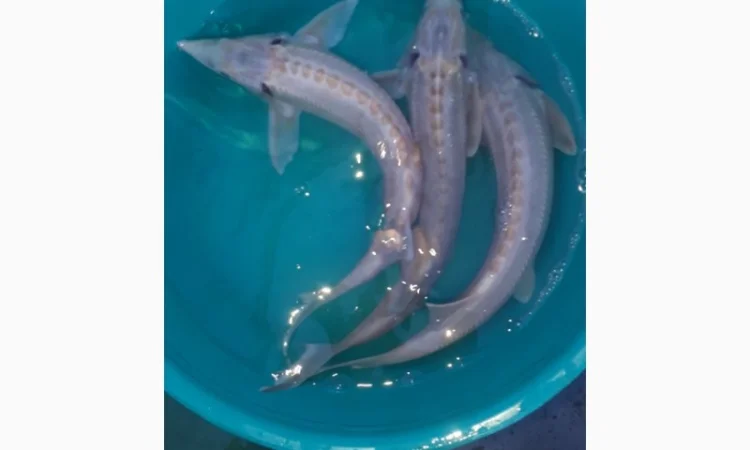 Заказы на оплодотворенную икру и молодь рыб - фото № 1