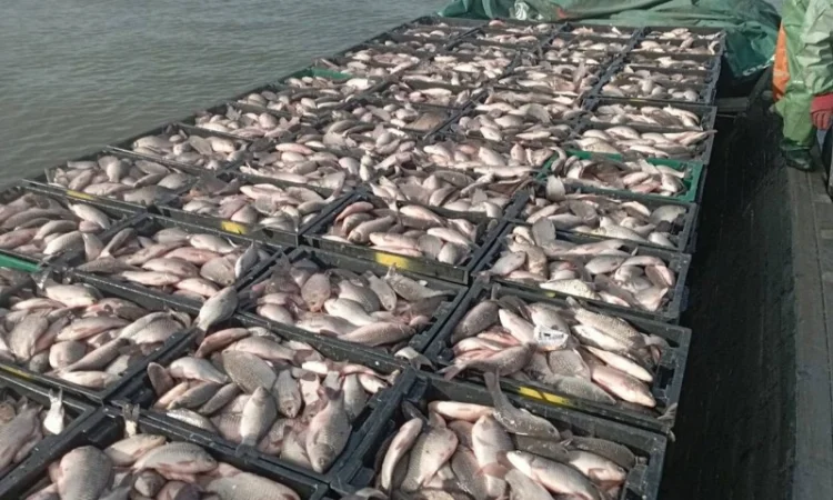 Продам КАРАСЬ живой(невод) - фото № 1