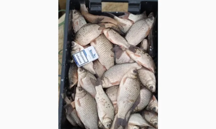 Продам КАРАСЬ!!!толстолоб - фото № 1