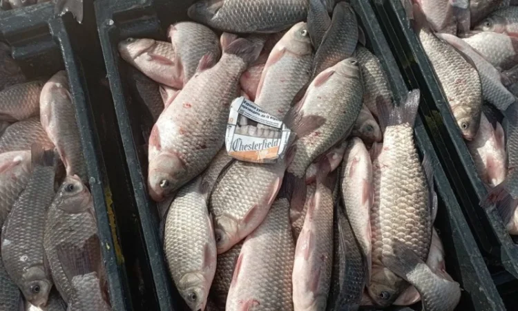 Продам КАРАСЬ!!!толстолоб - фото № 2