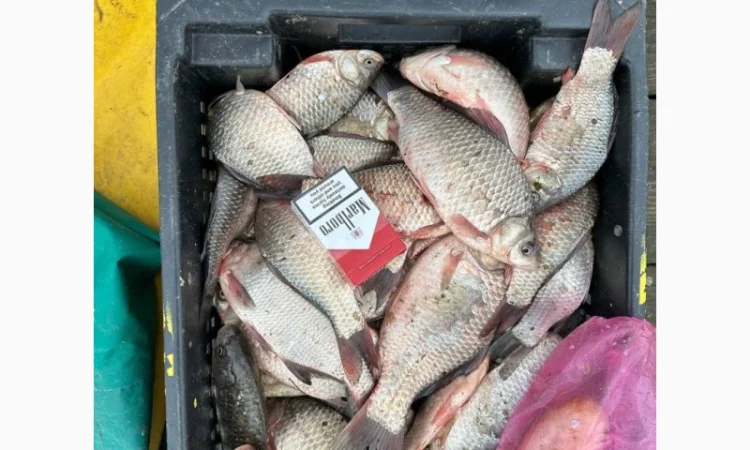 Продам КАРАСЬ!!!толстолоб - фото № 4