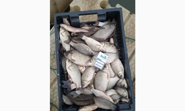 Продам КАРАСЬ!!!толстолоб - фото № 5