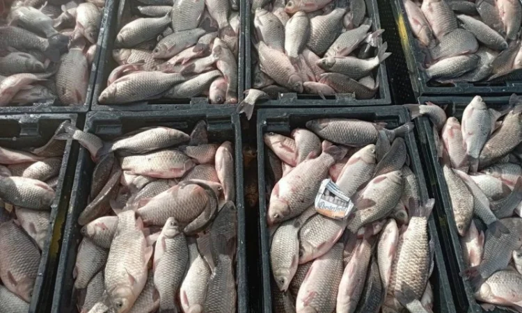 Продам КАРАСЬ!!!толстолоб - фото № 6