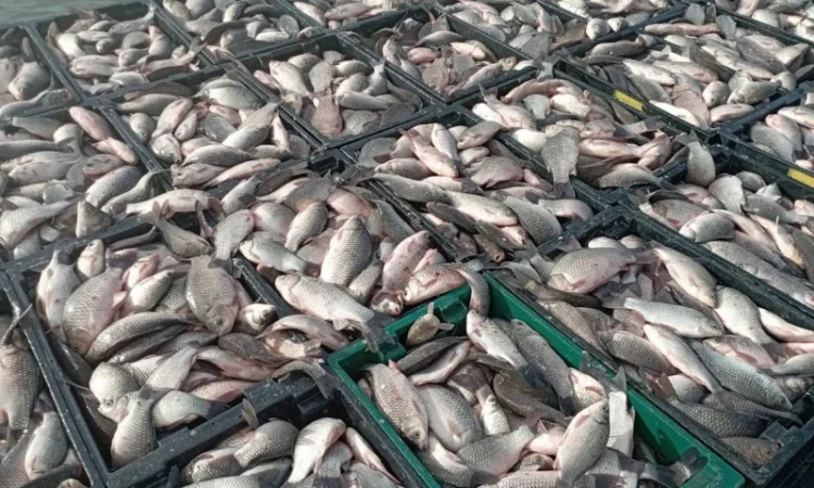 Продам КАРАСЬ!!!толстолоб - фото № 7