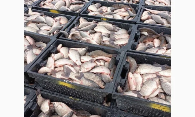 Продам КАРАСЬ!!!толстолоб - фото № 8