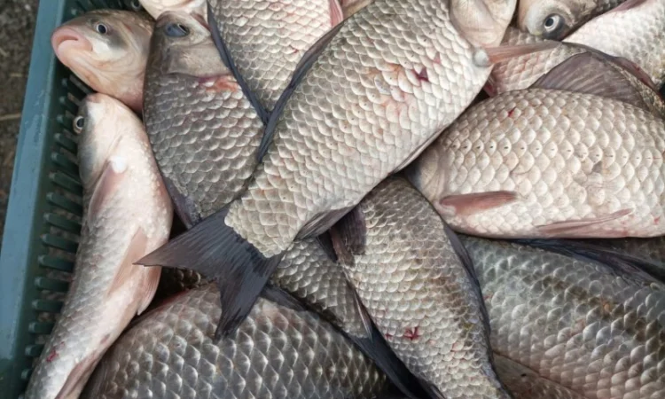 Продам живий карась - фото № 1