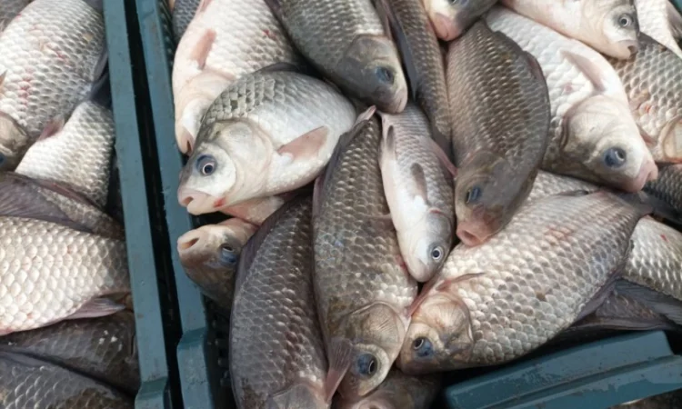 Продам живий карась - фото № 2