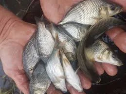 Продам живу рибу малька :Линь, амур, карась, платва - фото № 1