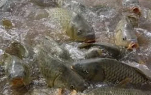 Пропонуємо живу рибу малька однорічку двох річку різних наважок - фото № 1