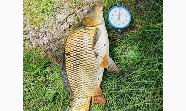 Продаж ставковой риби малька однорічку та двох річку - фото № 1