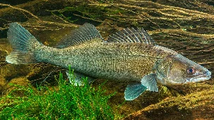 Продается речная рыба оптом - фото № 1