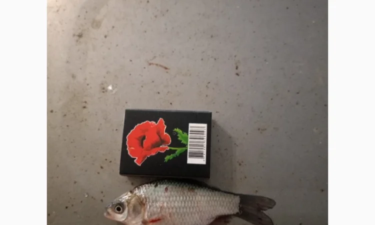 Живец Карася на продажу - фото № 1