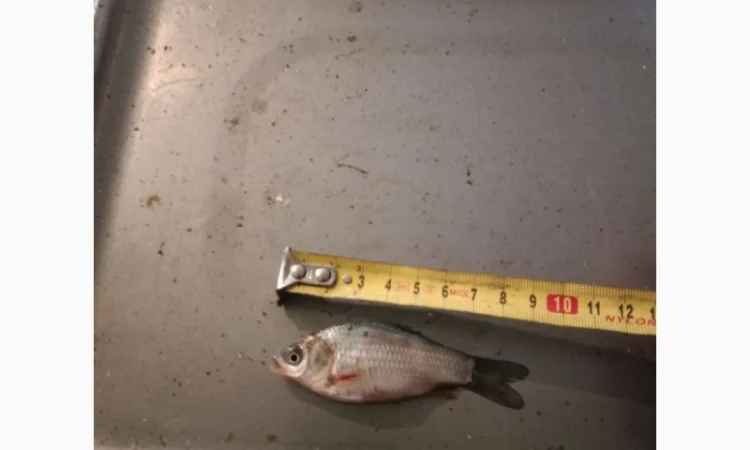 Живец Карася на продажу - фото № 2