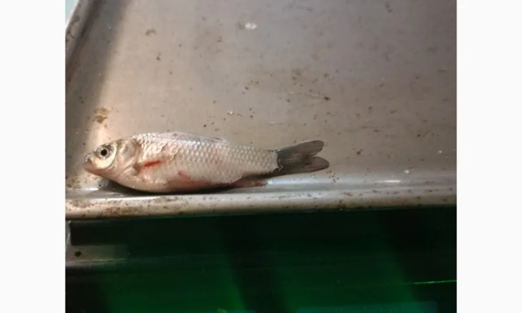 Живец Карася на продажу - фото № 3