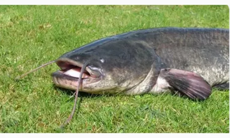 Продам сом речной - фото № 1